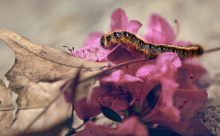 caterpillar on flowers and leaves
